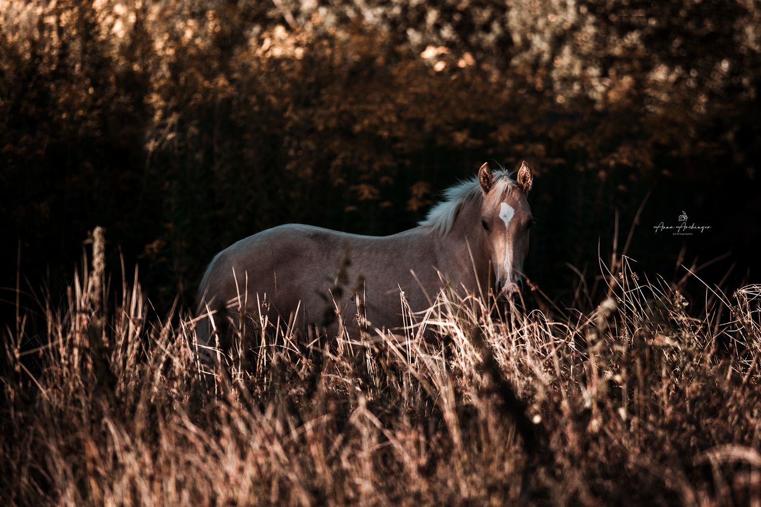 A lone horse stands in tall grass during golden hour lighting.