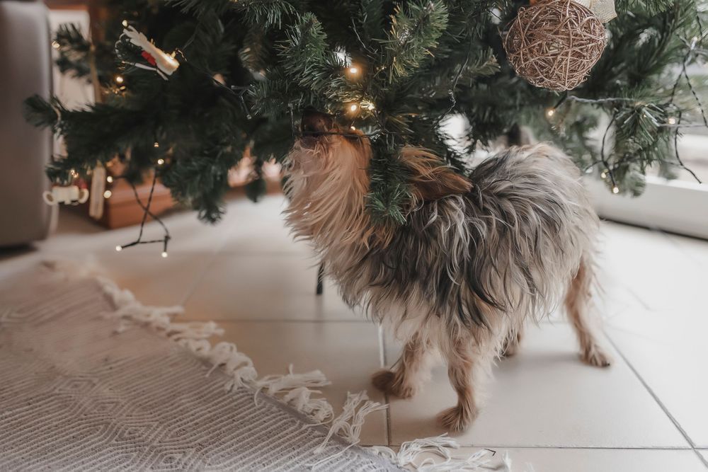Sessão fotográfica de fotografia de familia Natal CRUA