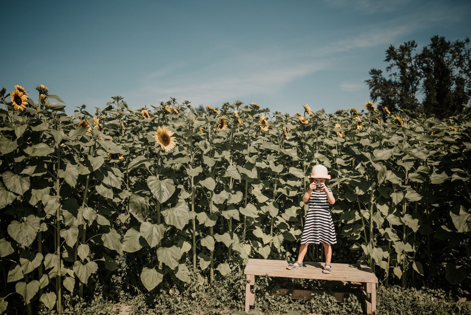 Sunflowers tower over a wooden bench in a garden against a bright blue sky.