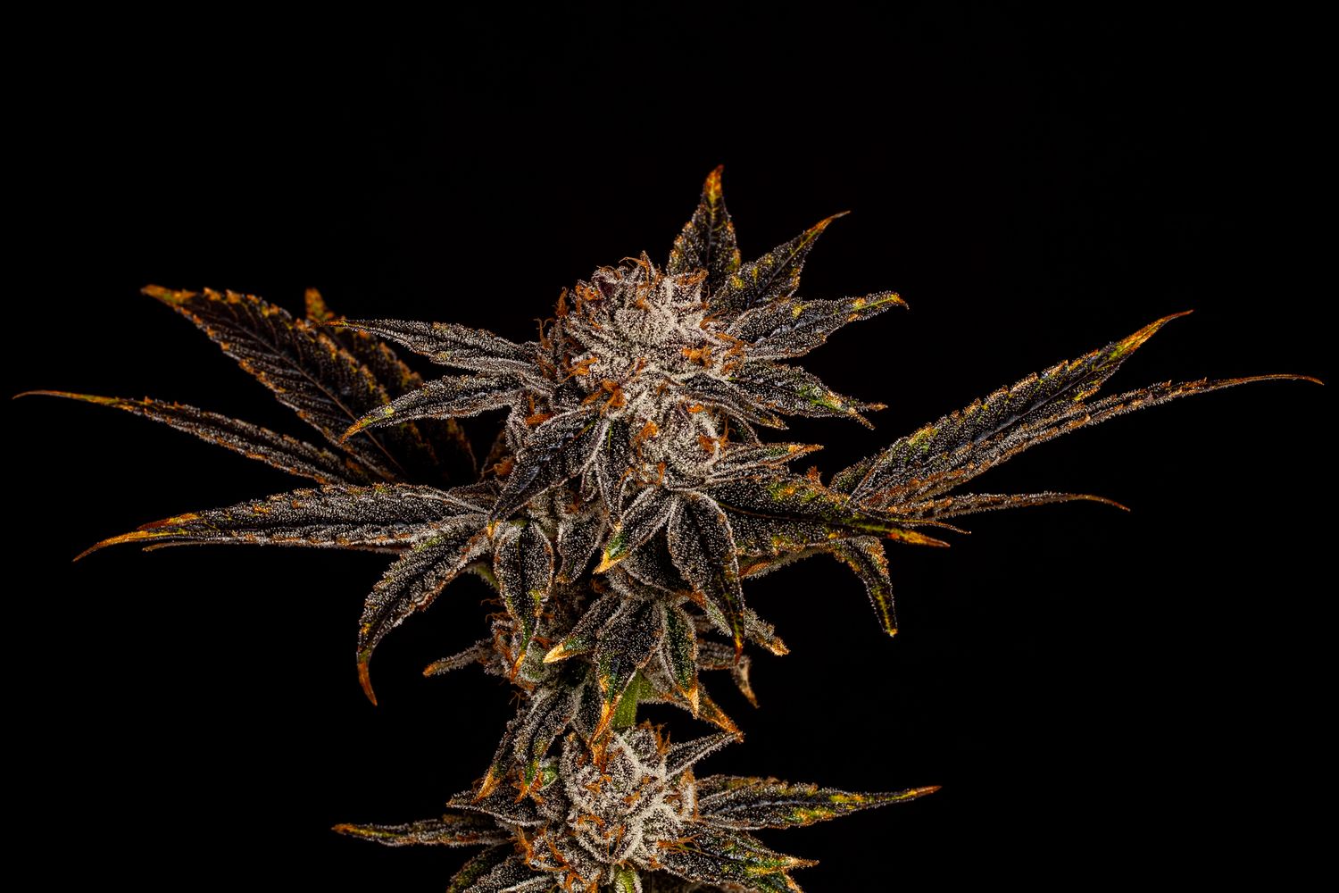 Flamingo Fine Cannabis Spray Tan