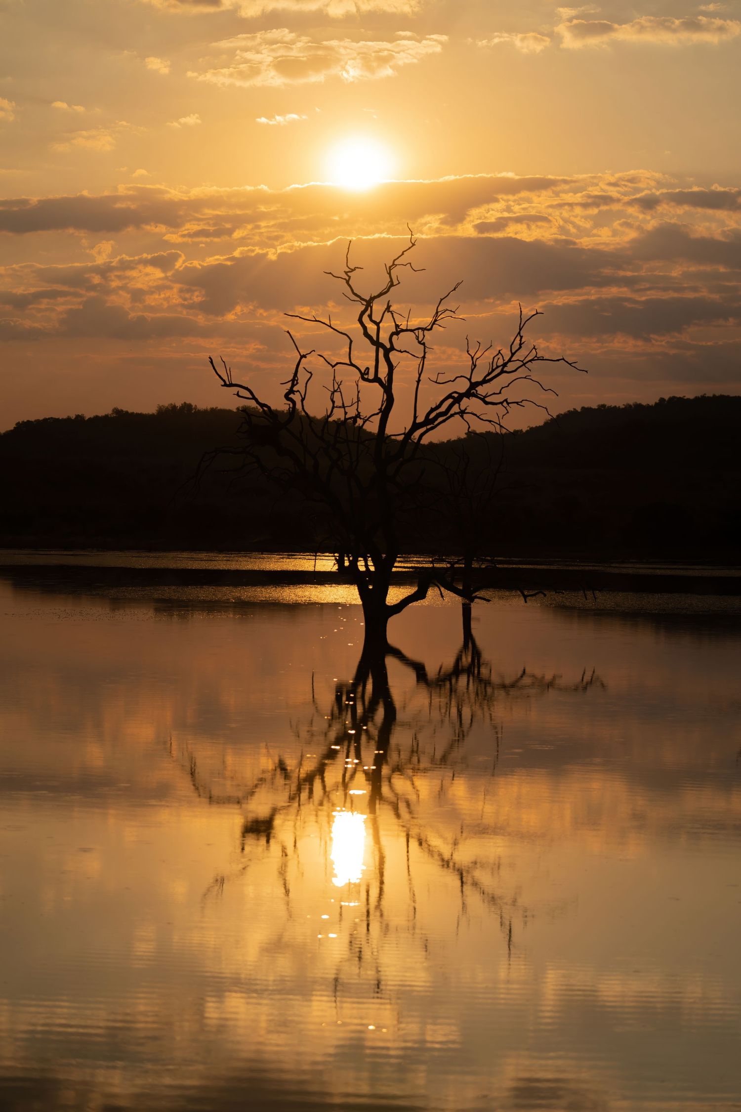 Dramatic sunset over a tranquil lake with silhouetted dead trees reflected in the golden water.