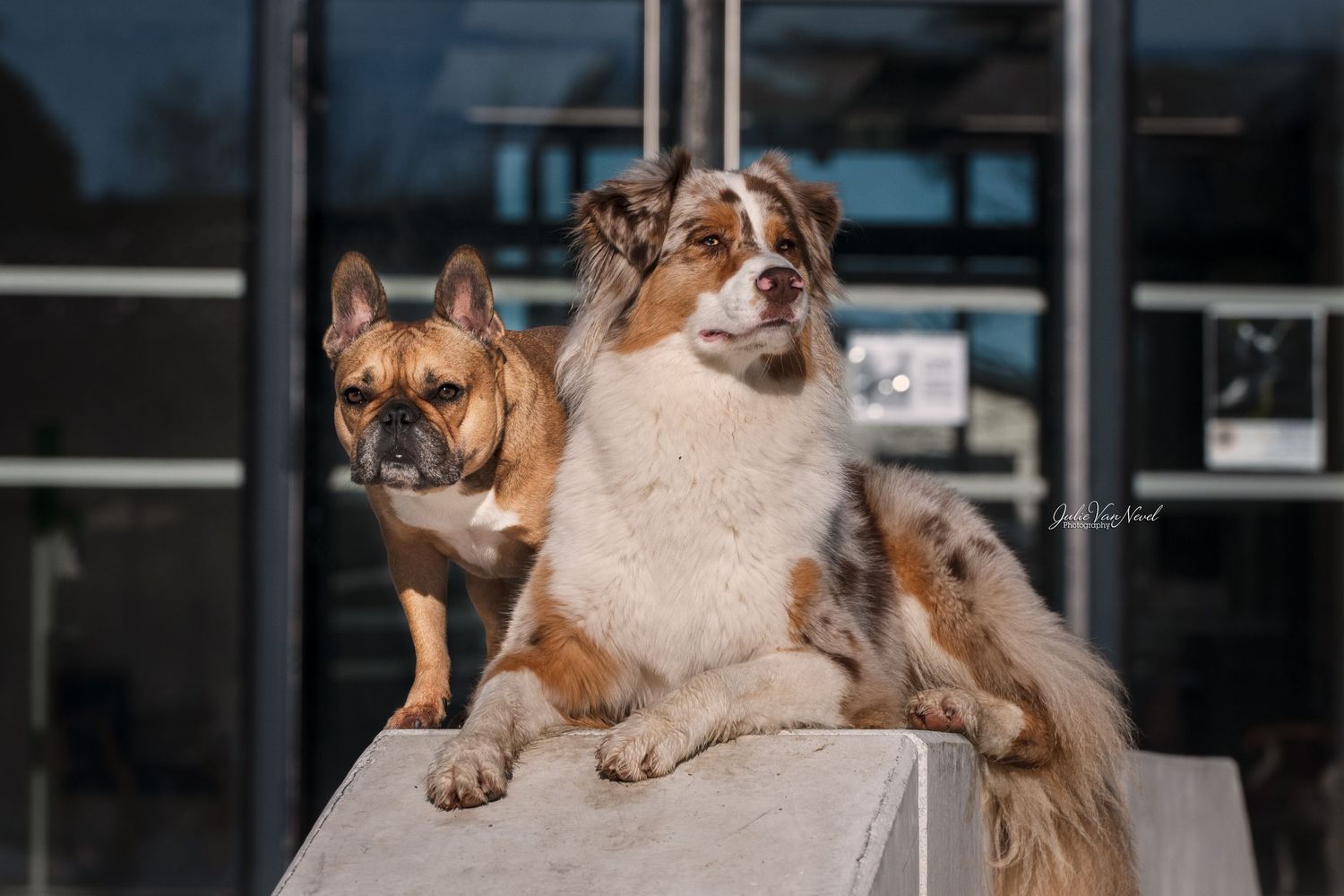 Chiens