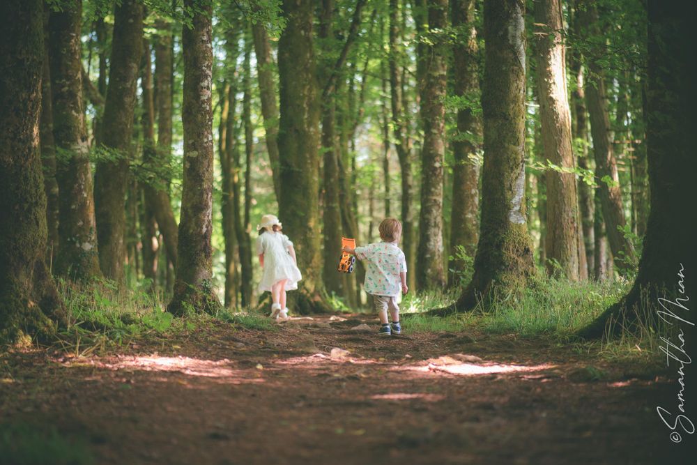 Bluebell Forest Boyle