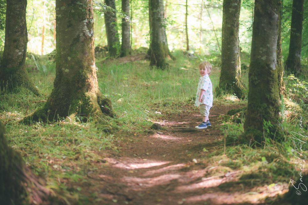 Bluebell Forest Boyle