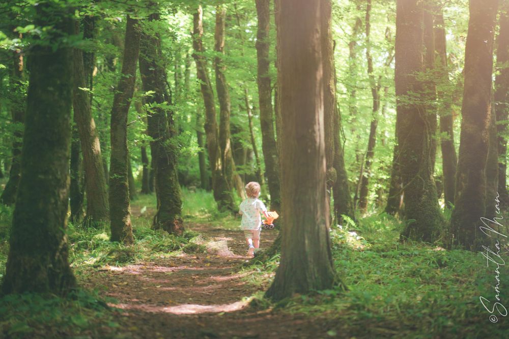 Bluebell Forest Boyle