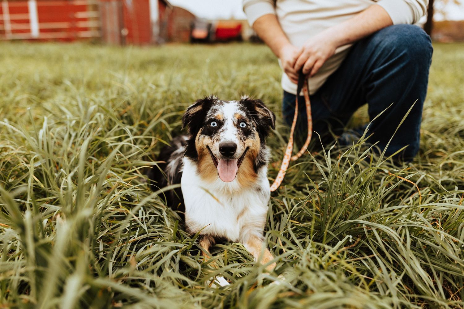 Happy Australian Shepherd dog on a leash sitting in tall green grass on a farm.