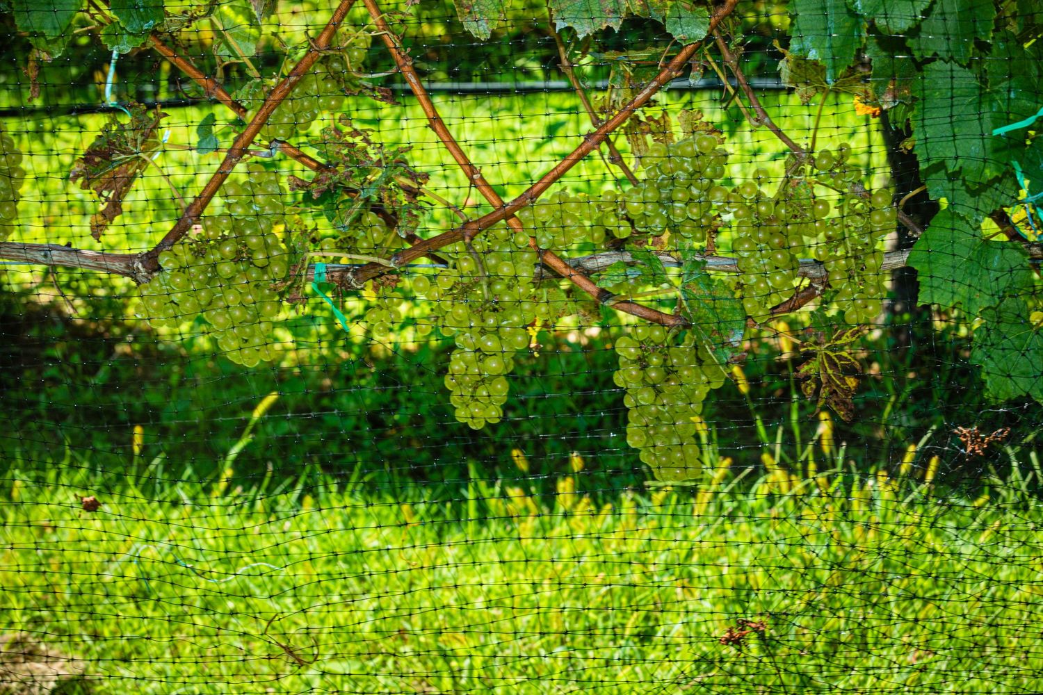 Sparkling Pointe Vineyards & Winery is famous for sparkling wines and wedding proposal photography in North Folk, NY