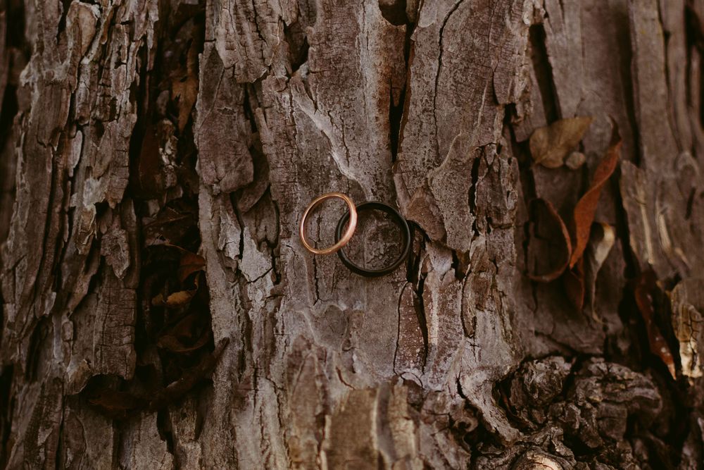 Wedding rings nestled in the textured bark of an old tree trunk.