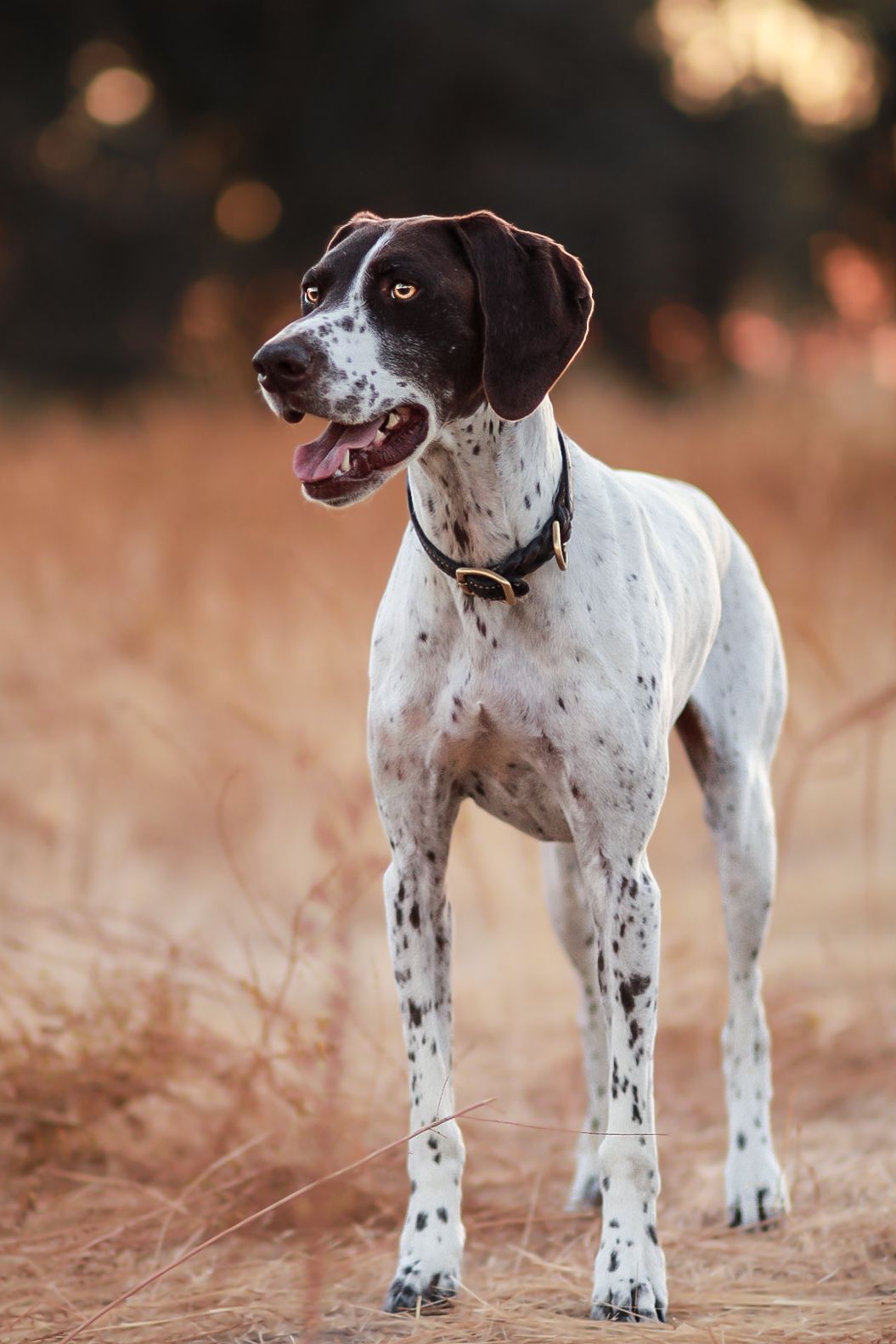 German Shorthaired Pointer dog standing alert in golden dry grass field at sunset.