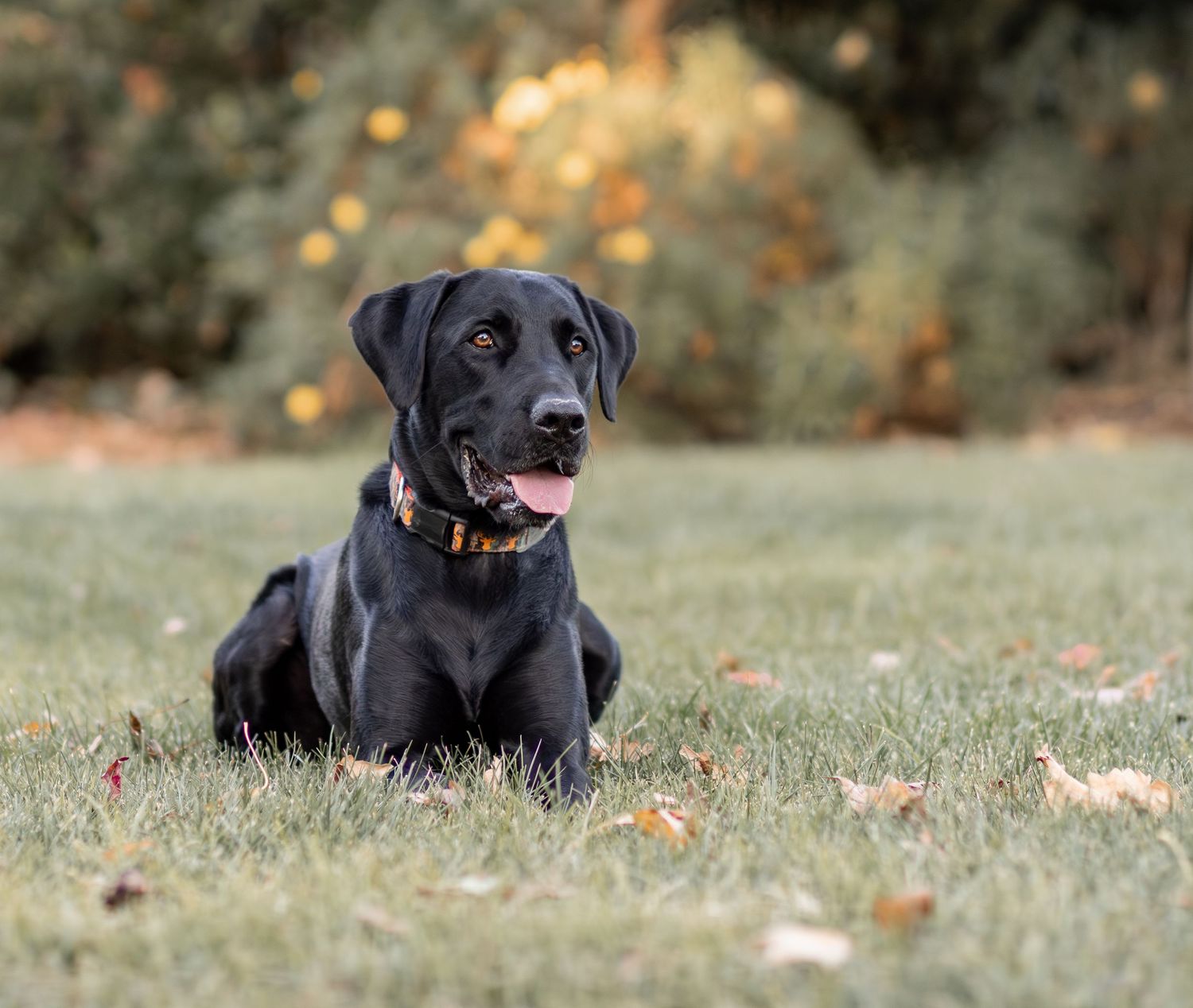 Black Labrador Retriever lying on green grass lawn with autumn foliage in background.