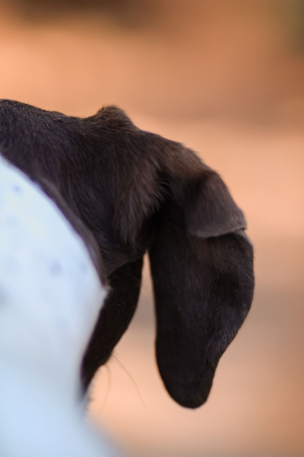 Close-up macro shot of a black and white dog ear with soft orange bokeh background.