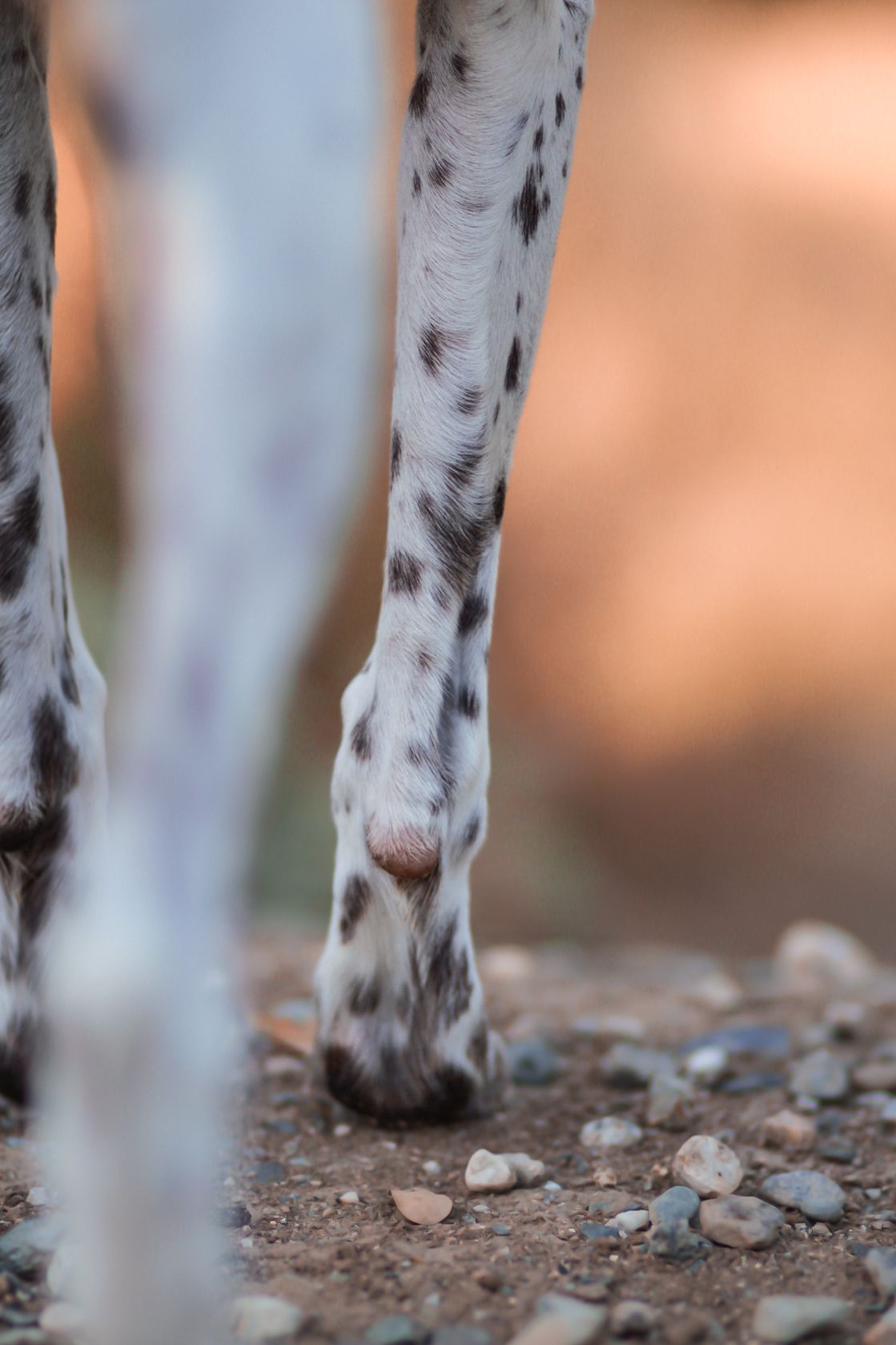 Close-up of spotted German Shorthaired Pointer dog legs and paws on rocky ground.