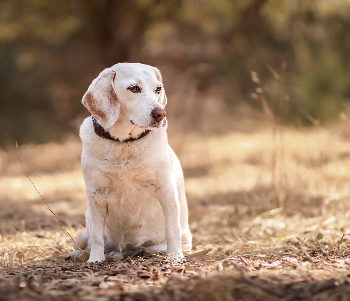 Beagle sitting outdoors on dry grass in warm autumn sunlight.