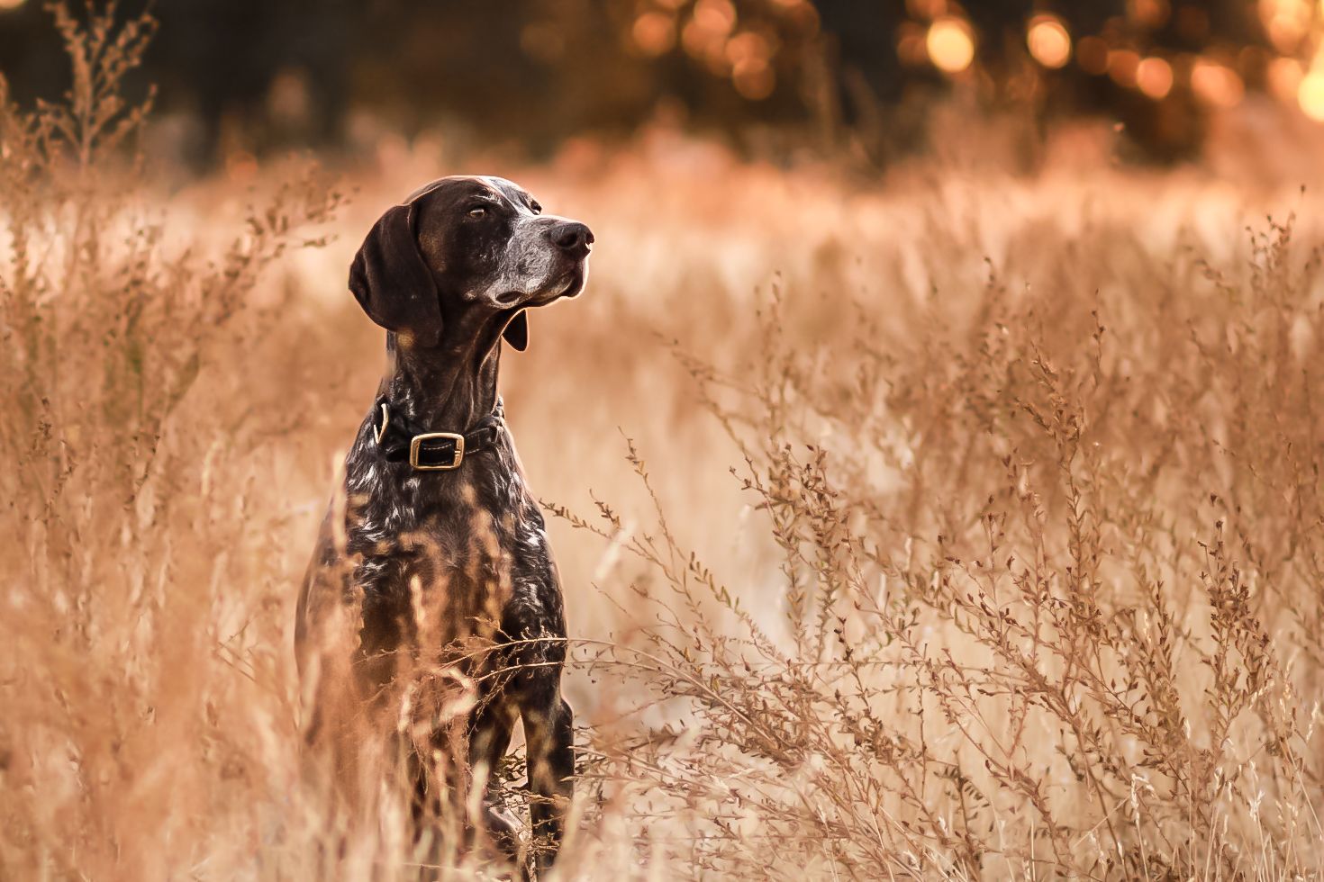 German Shorthaired Pointer dog sitting attentively in tall golden grass at sunset.