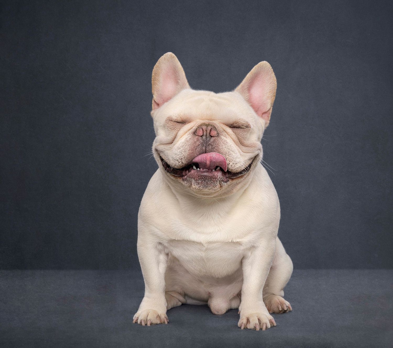 Toronto pet photographer