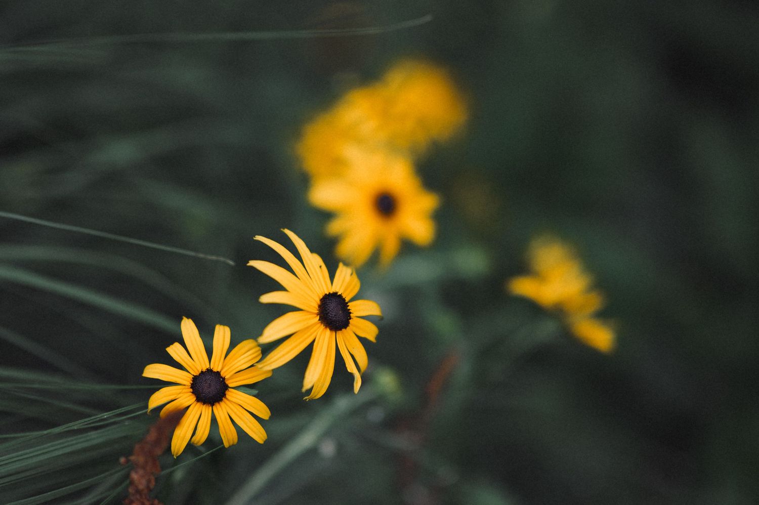 Close-up of yellow black-eyed susan flowers blooming in soft focus.
