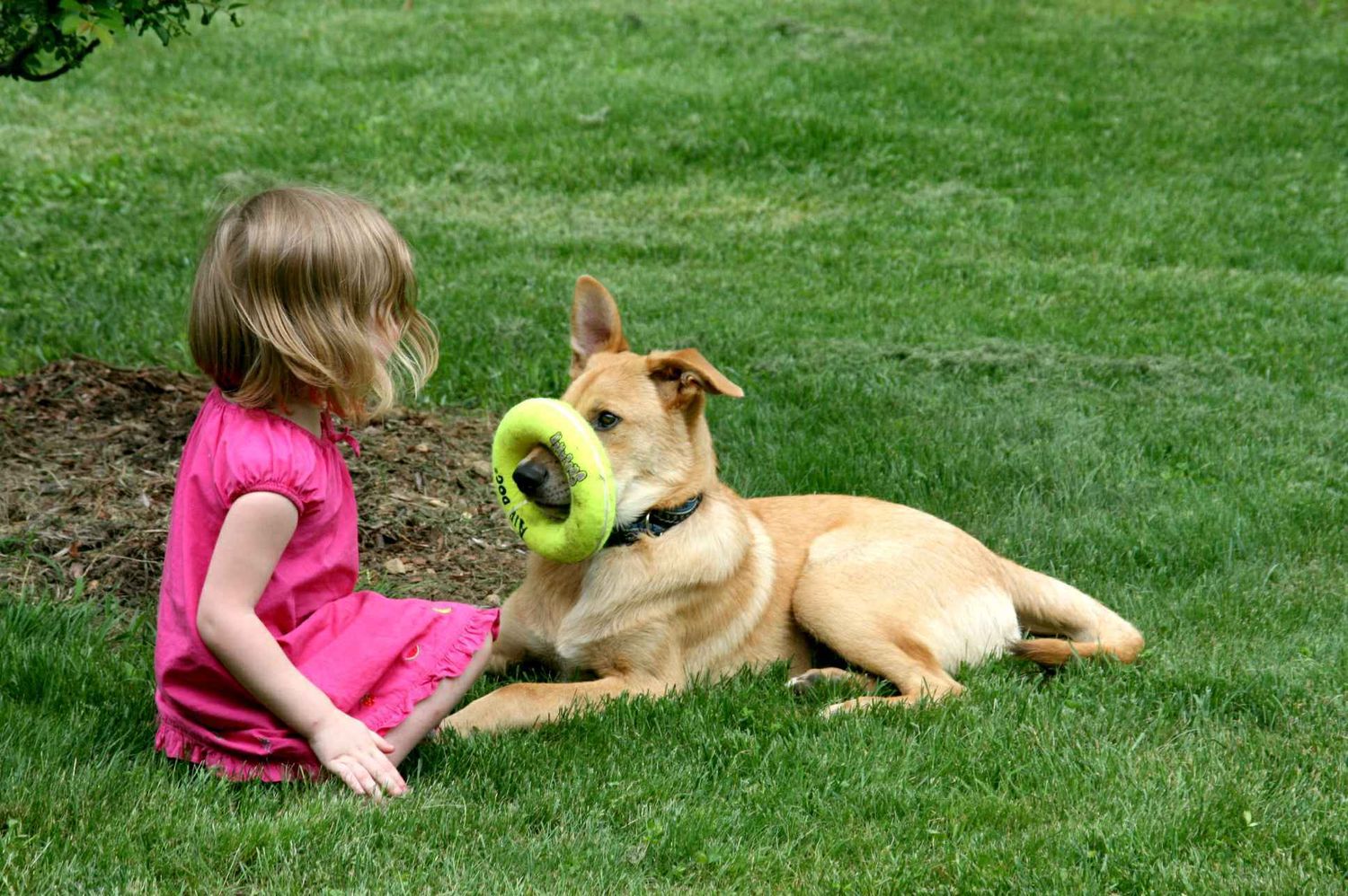 Chinook Dogs and Kids:  Training is fun (and silly) for Intervale Otie and Olive!