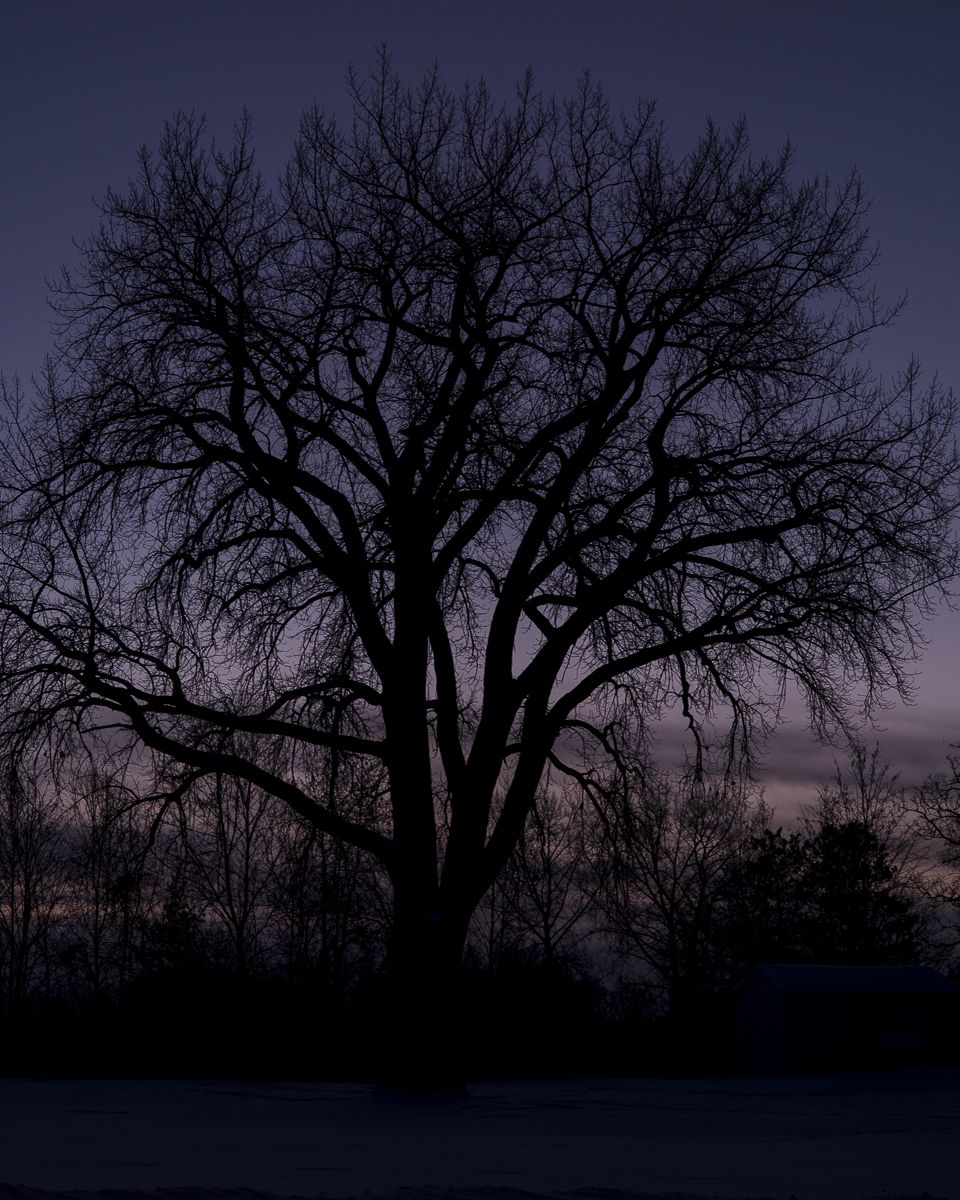Dark silhouette of bare tree branches against deep purple evening sky in winter.