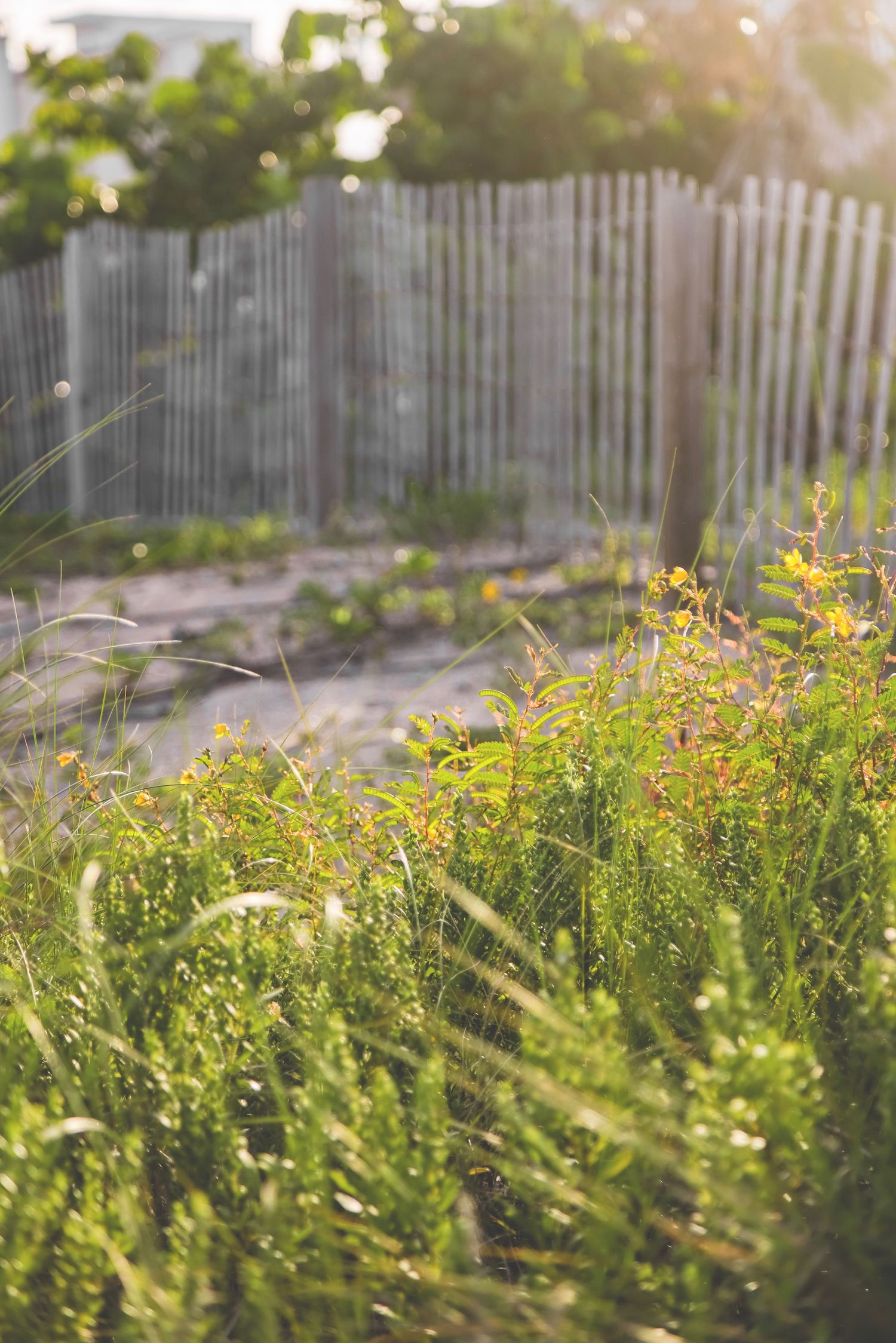 Yellow wildflowers and tall grass in a backlit garden with wooden fence.