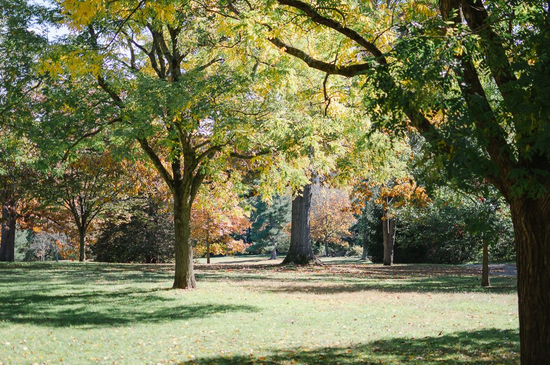 Spacious park with tall trees showing early autumn green and yellow foliage on a sunny day.