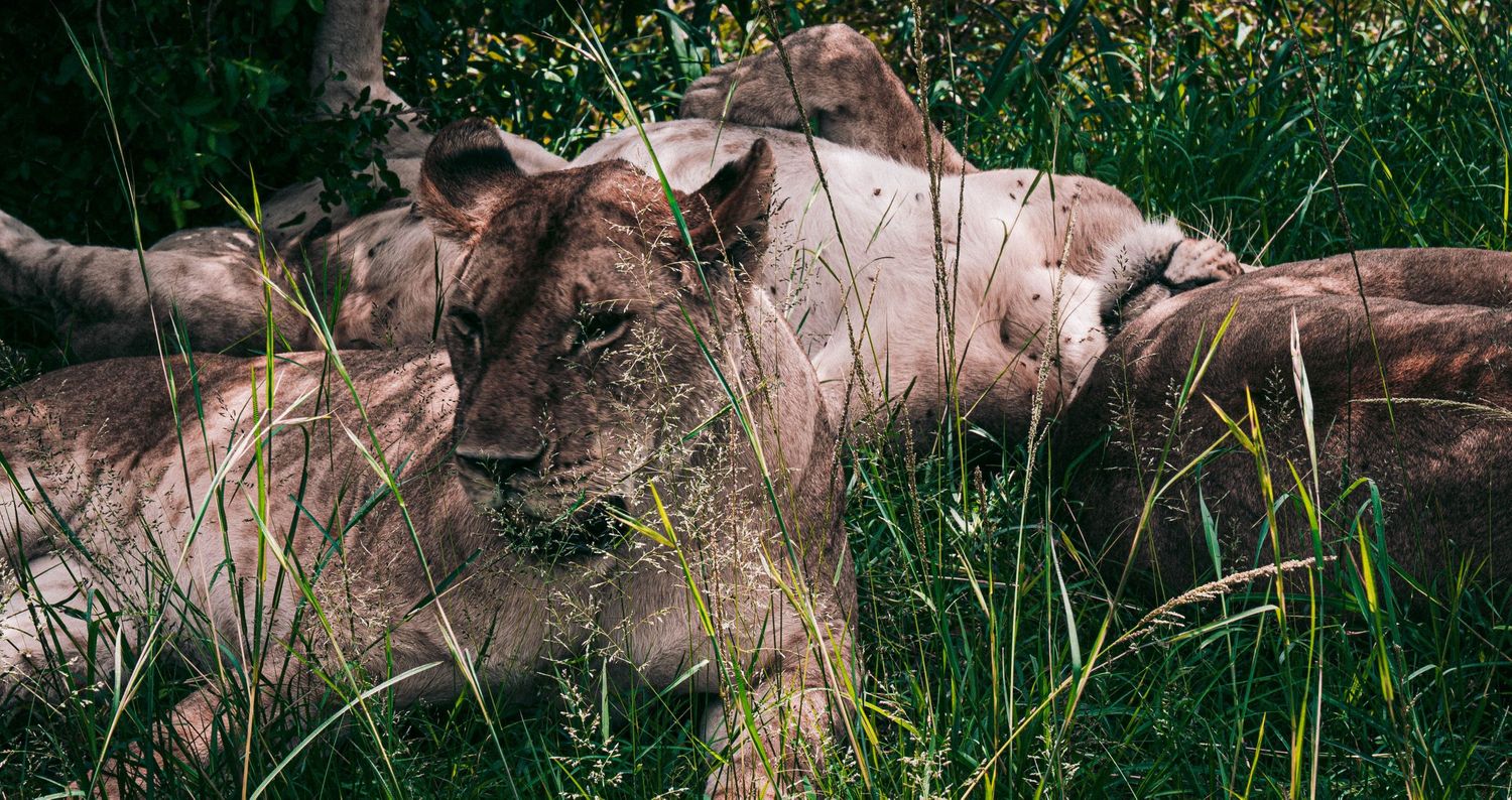 Wildlife photographer, wildlife photography