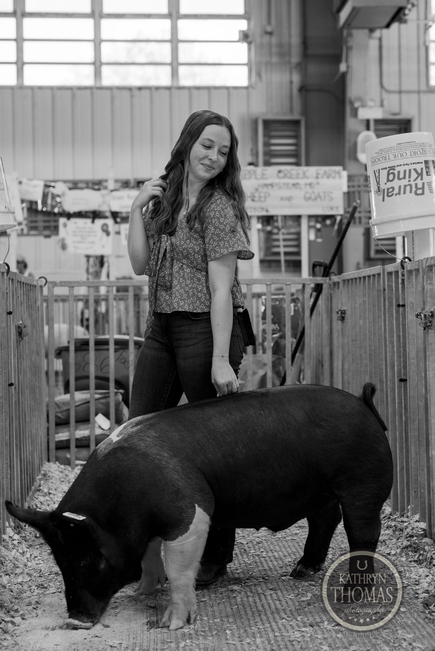 A black and white Hampshire pig being shown in a sawdust-filled pen at a livestock exhibition.