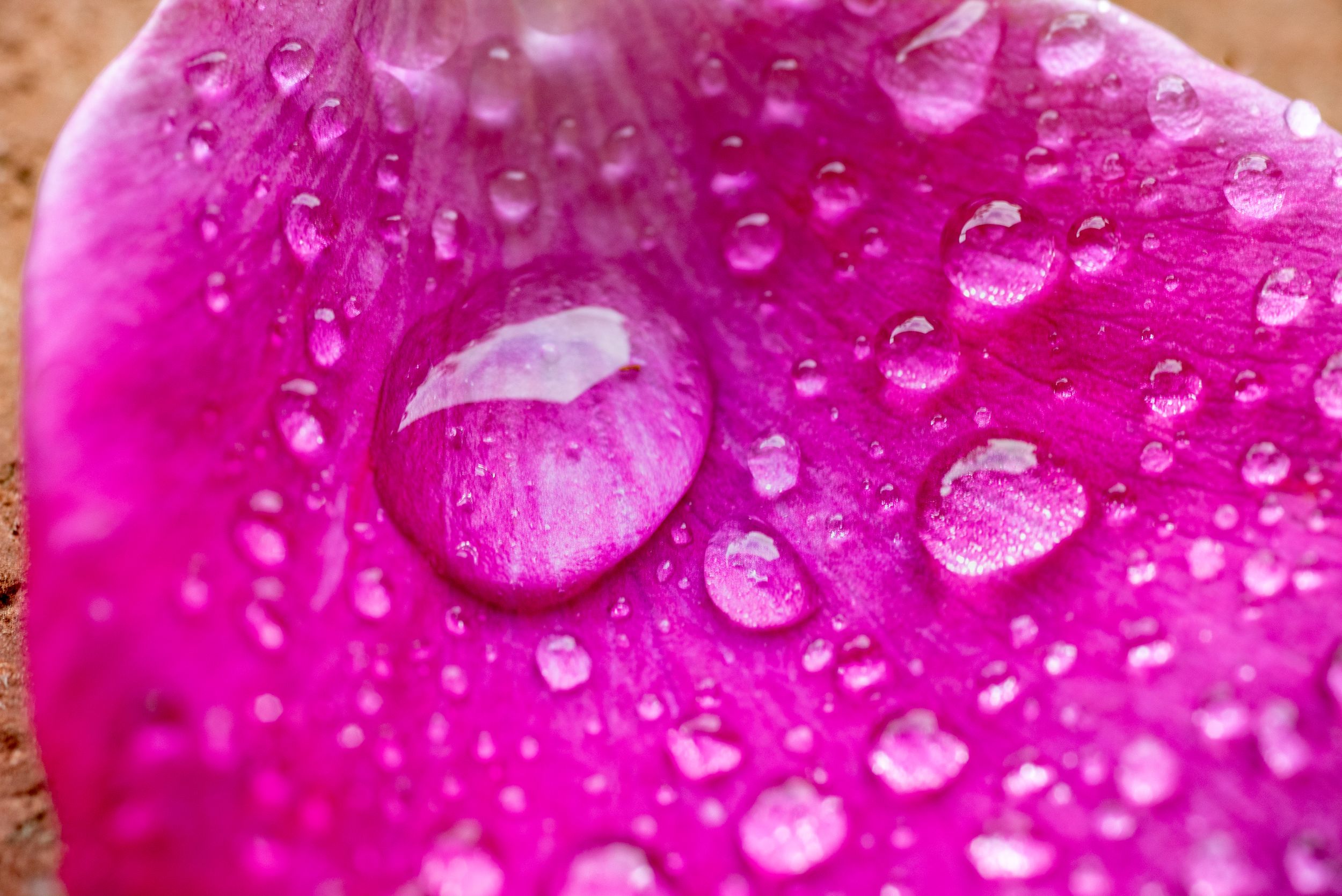 flower photography