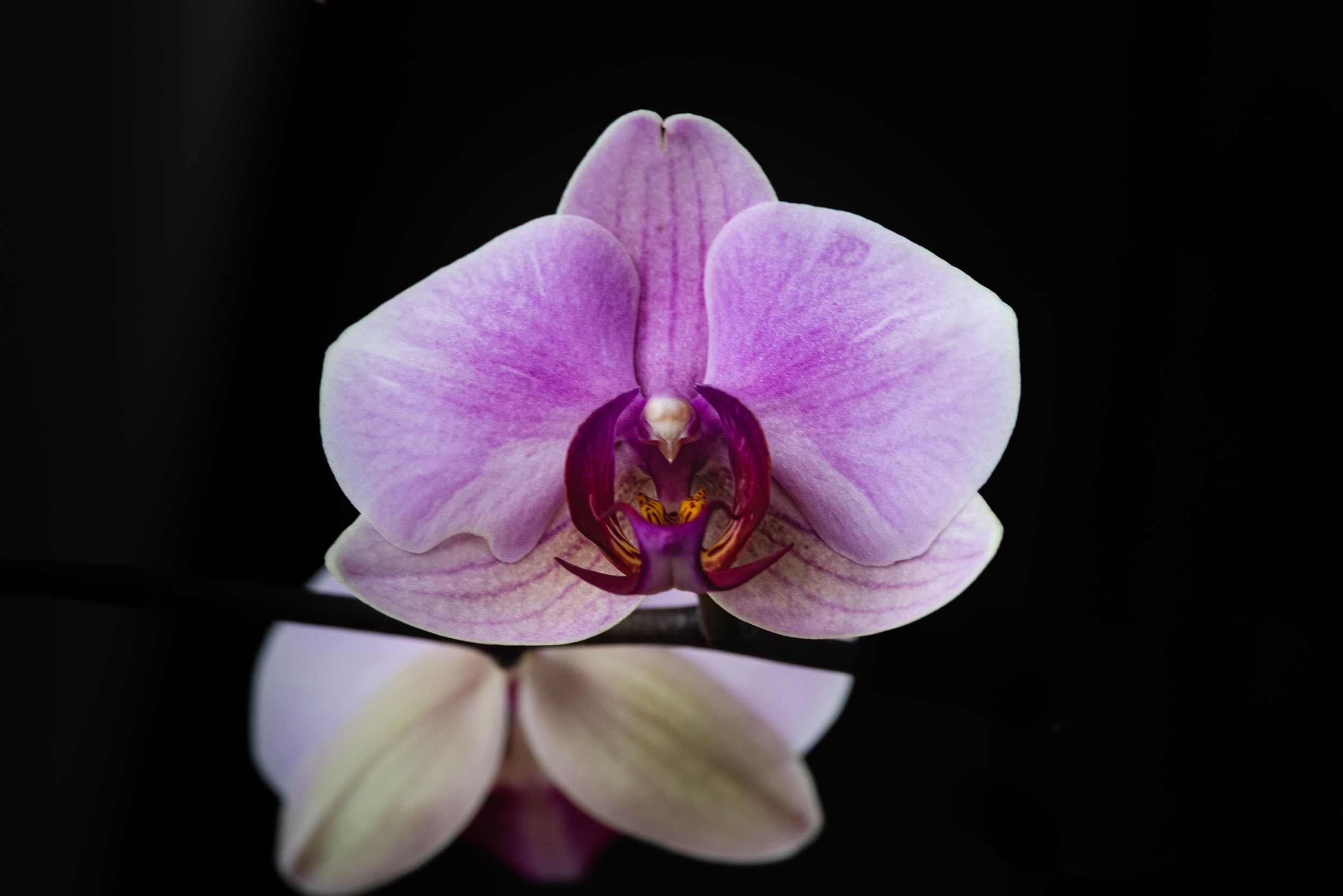 macro photography