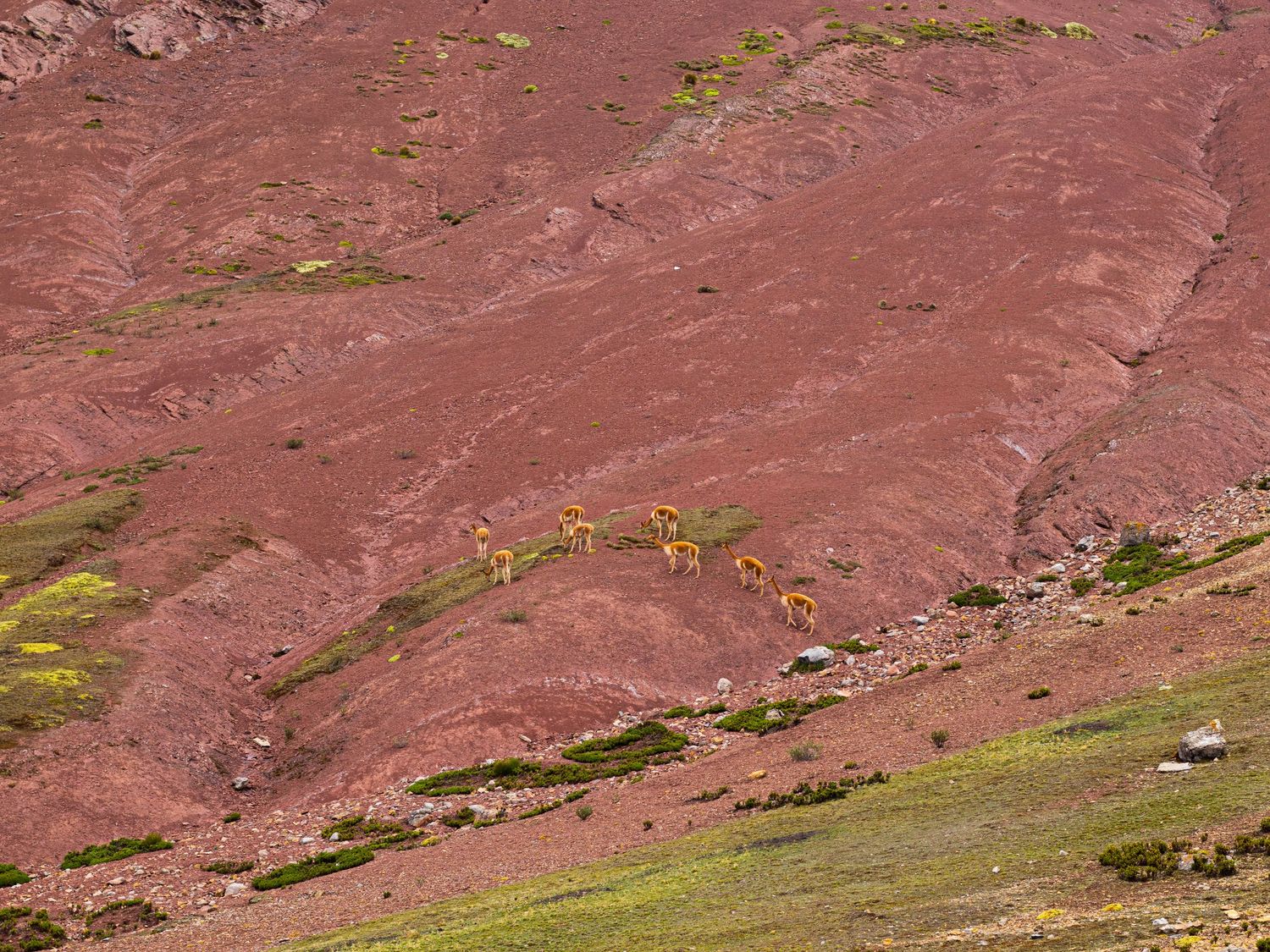 Vicunas on the hill side in Palcoyo mountain, Peru