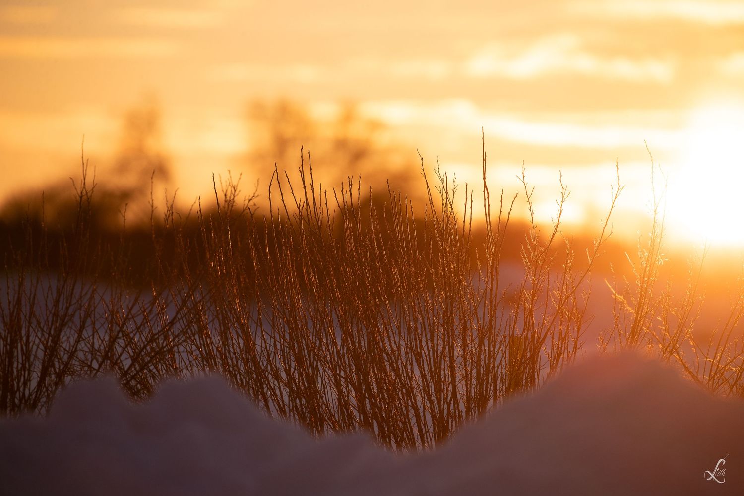 Naked bushes in deep snow with golden light shining through at sunset.