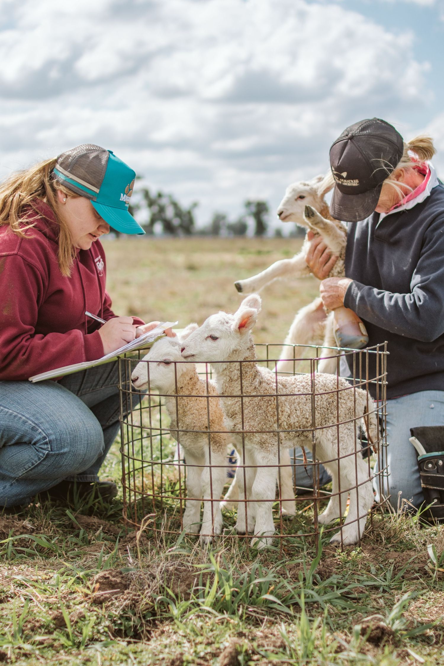LAMBS BEING SHEPPHERD IN A GRASSY PADDOCK IN WINTER ARMATREE NSW