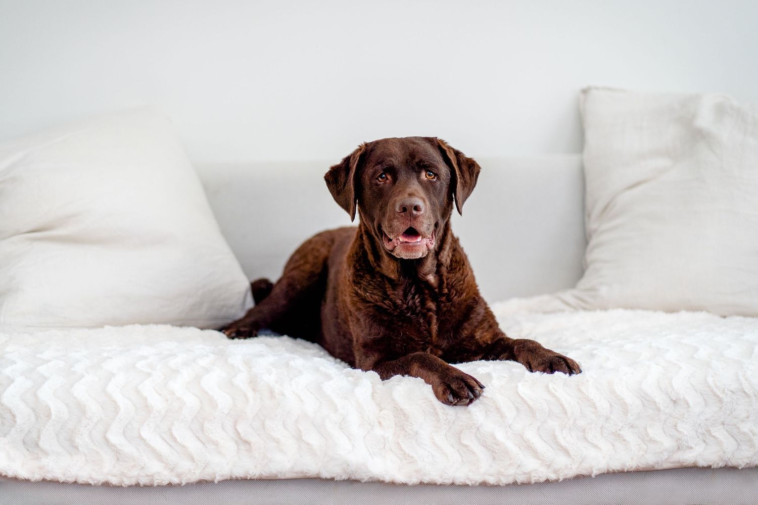 home photoshoot with labrador and his family in Balgowlah