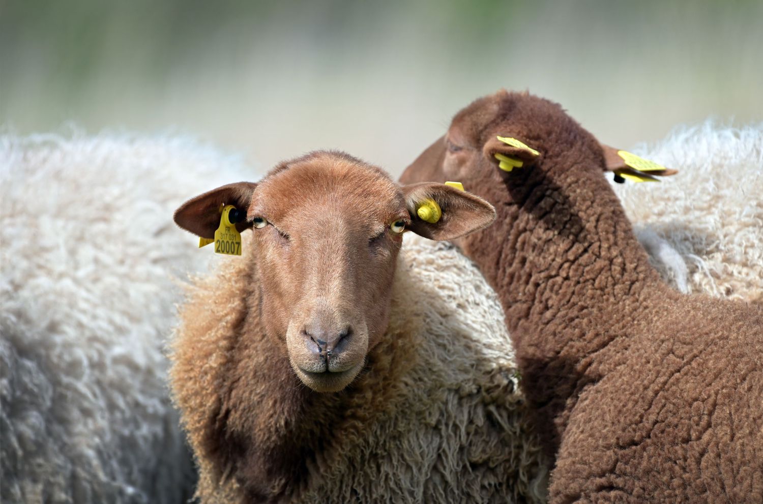 Moutons de race solognote / Centre Val de Loire