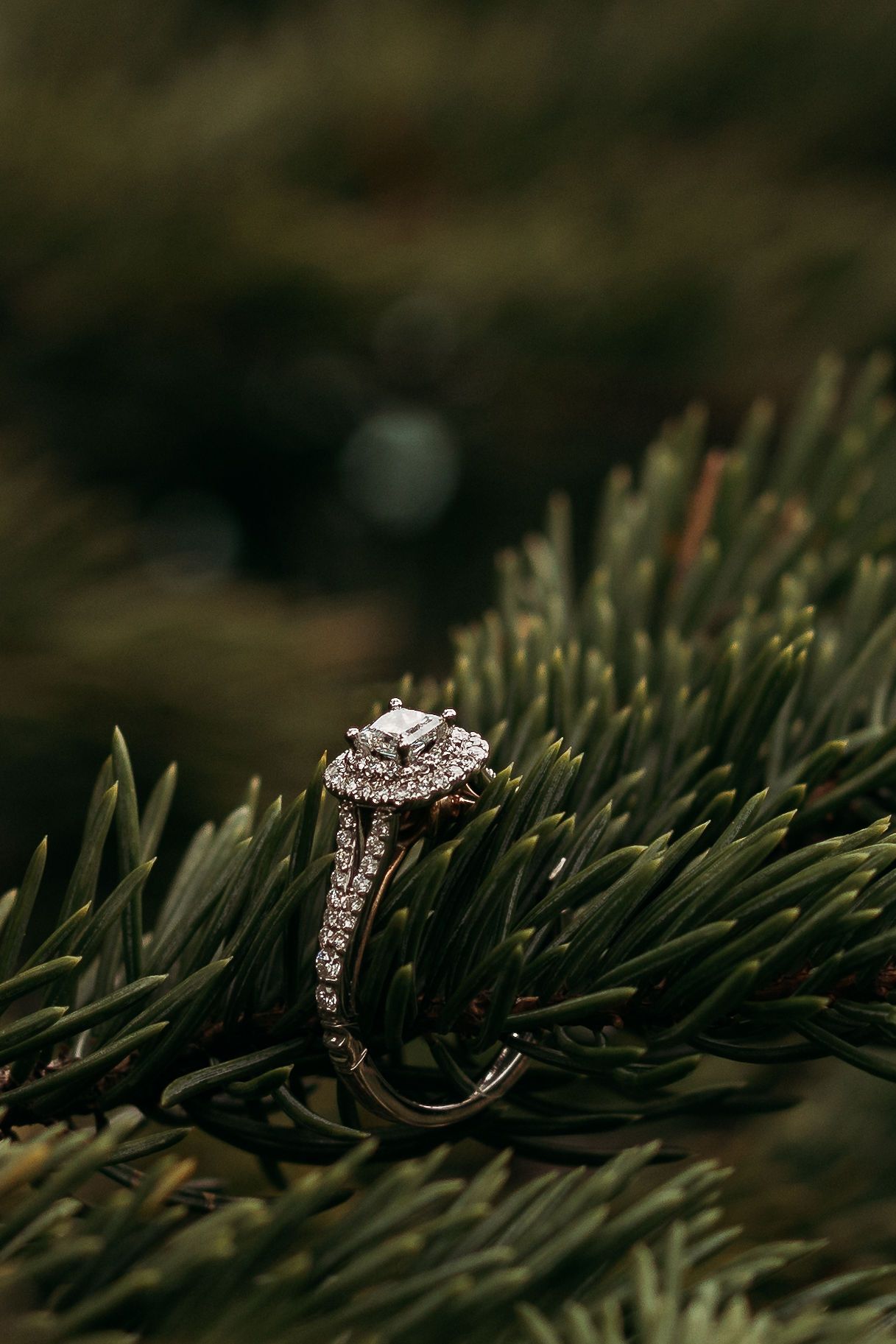 Diamond engagement ring resting on pine needles with beautiful bokeh background.