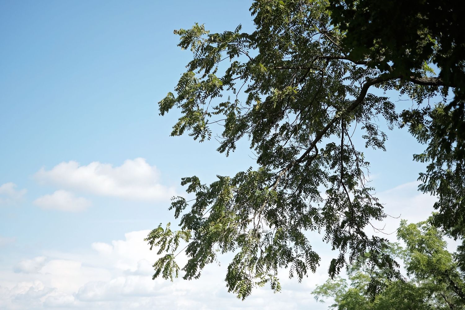 Trees against a blue sky