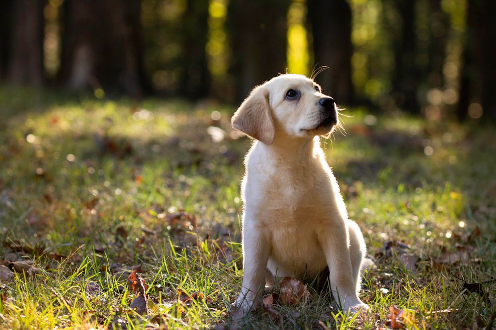 Golden Labrador puppy sitting alertly in dappled sunlight in a forest setting.