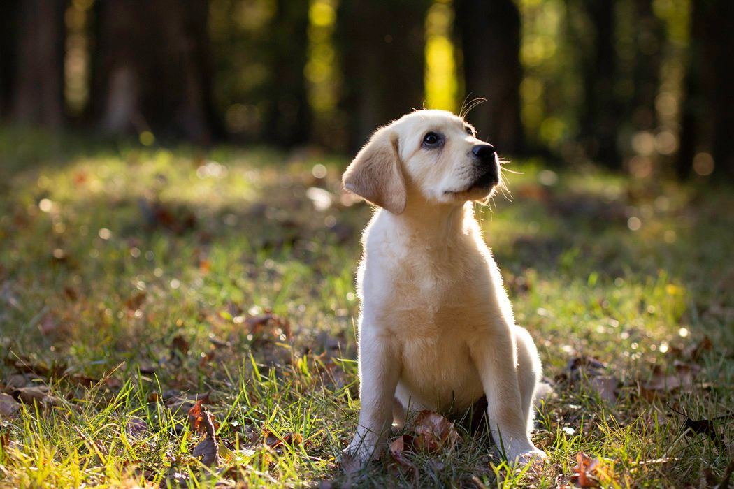 Golden Labrador puppy sitting alertly in dappled sunlight in a forest setting.