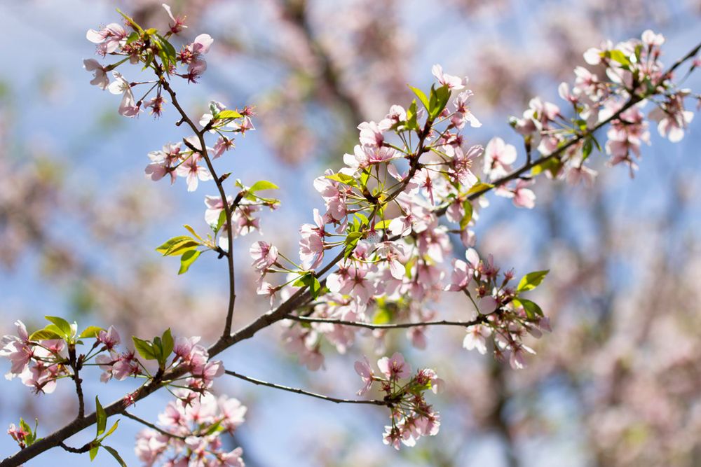Cherry blossom branch with pink and white flowers blooming against blue spring sky.