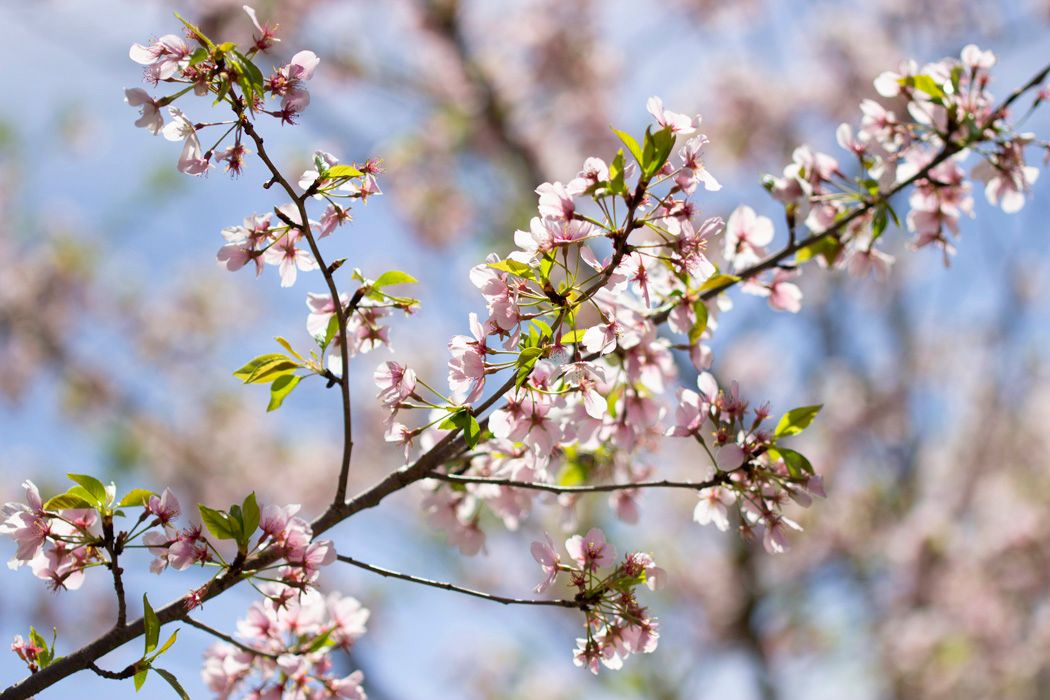 Cherry blossom branch with pink and white flowers blooming against blue spring sky.