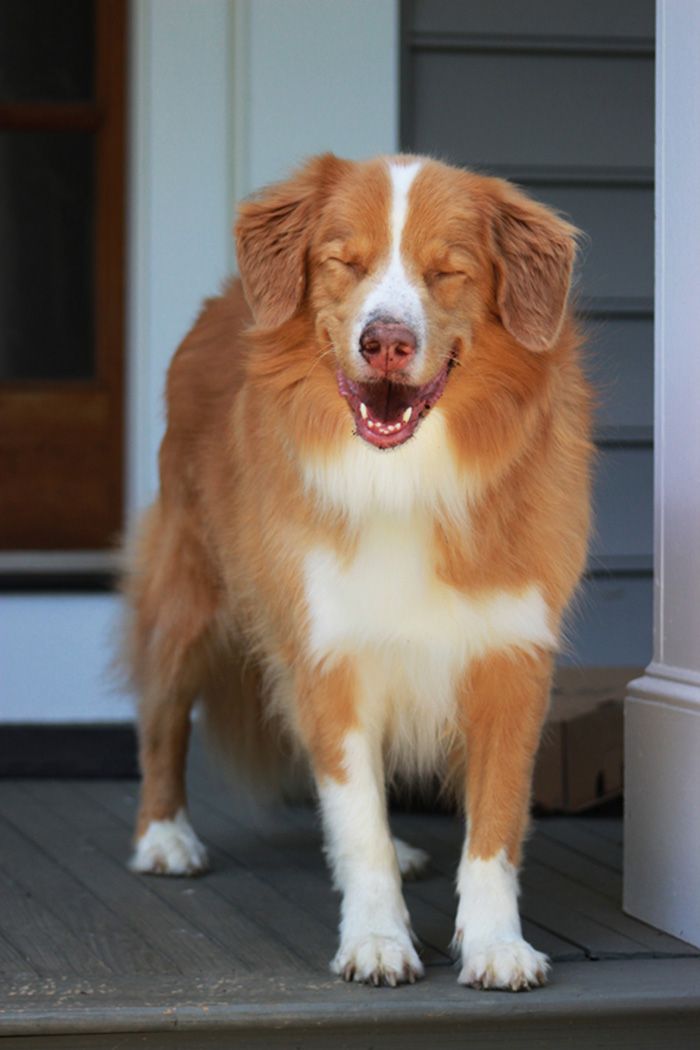 Happy Nova Scotia Duck Tolling Retriever with closed eyes smiling on a porch.