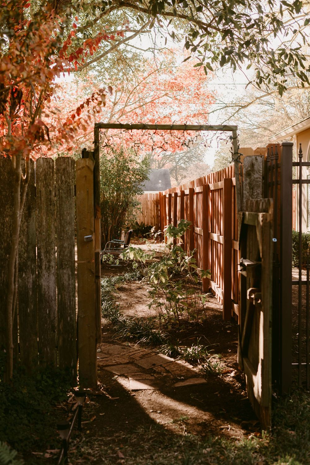Sunlit garden pathway between wooden fences with overhanging pink blossoms.