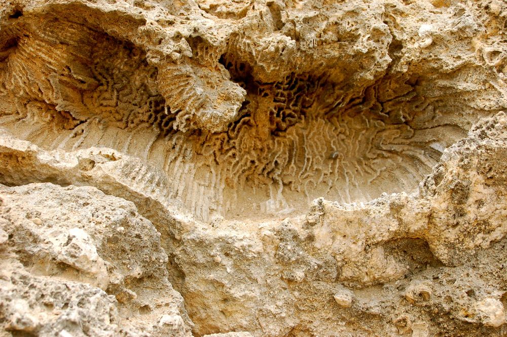 Close-up of intricate rock formations showing natural erosion patterns in limestone.
