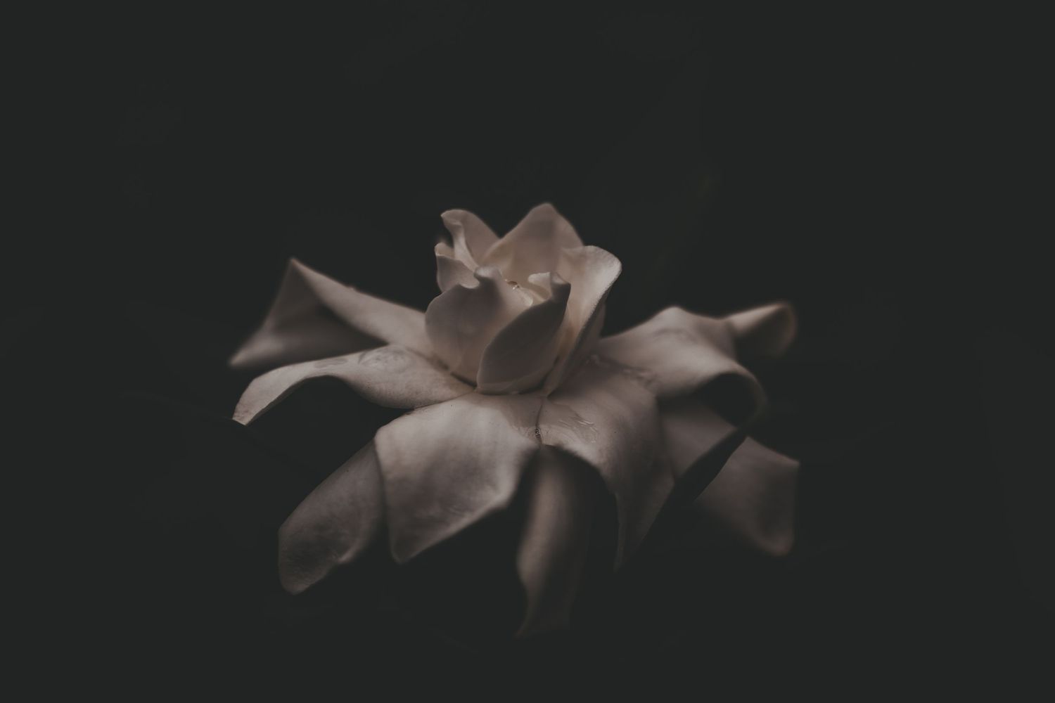 Monochromatic close-up of a delicate flower blossom in sepia tones.