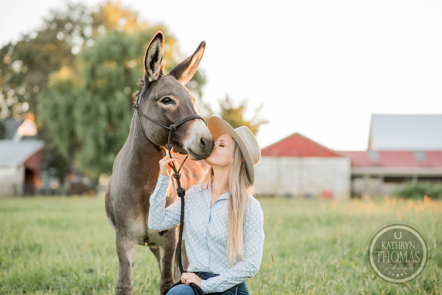 An adorable donkey nuzzles close to show affection in a grassy field with a red barn in the background.