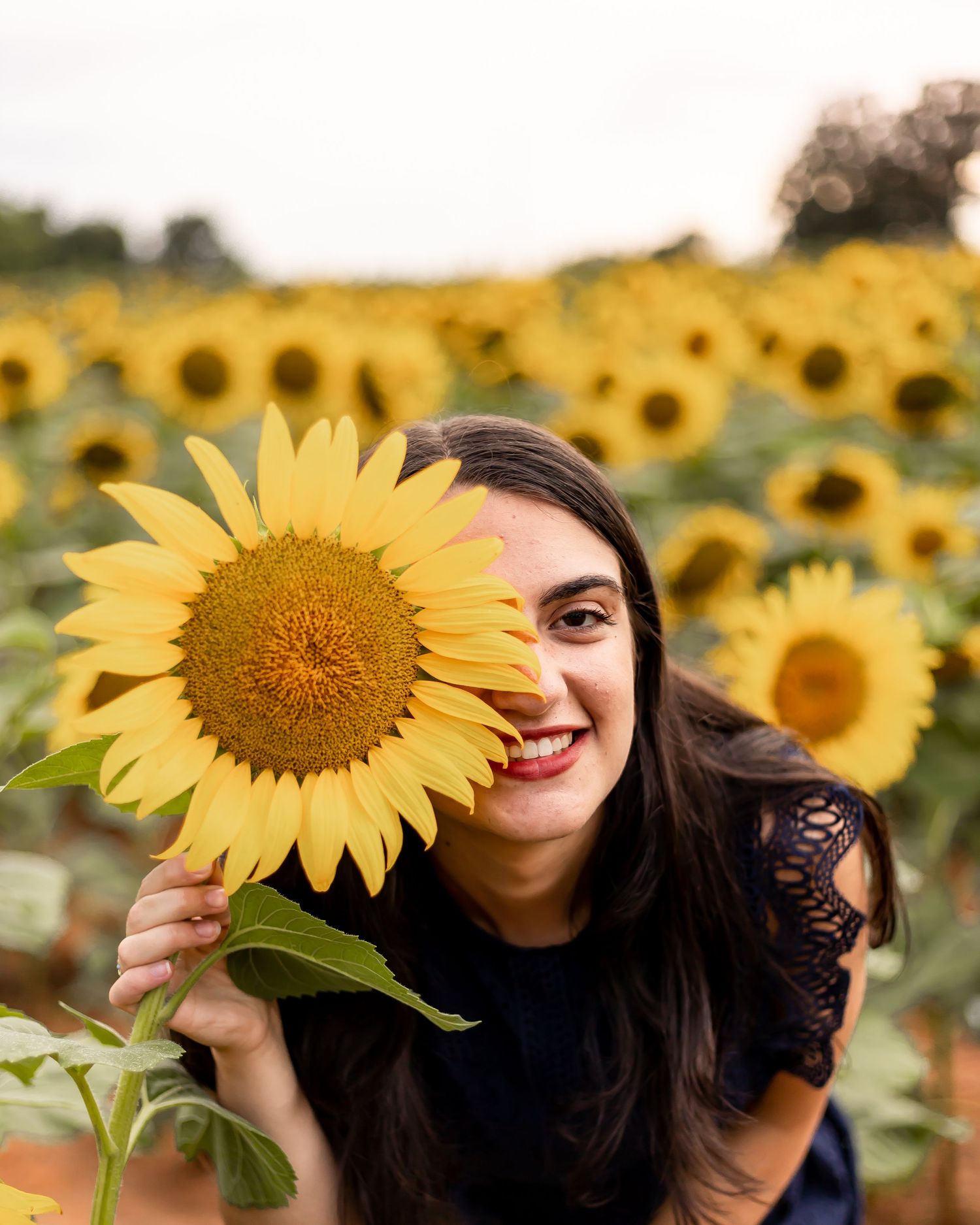 Bright yellow sunflower field with flowering plants stretching to the horizon.