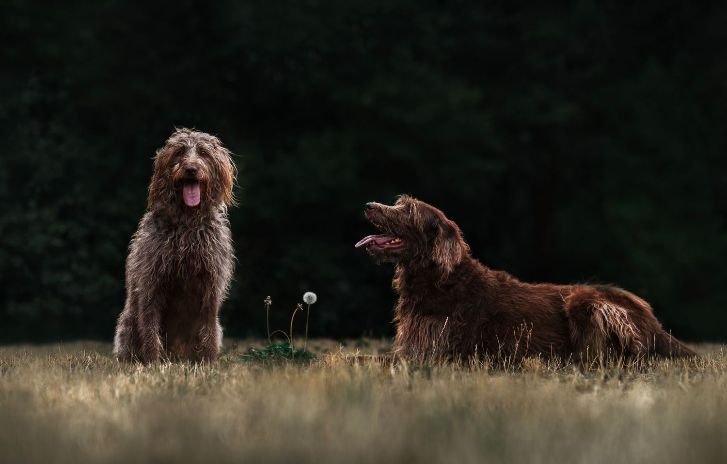 2dogs, doodles, sitting on the grass, one looking ahead, one dog looking at the other, dandelion in between them, forest