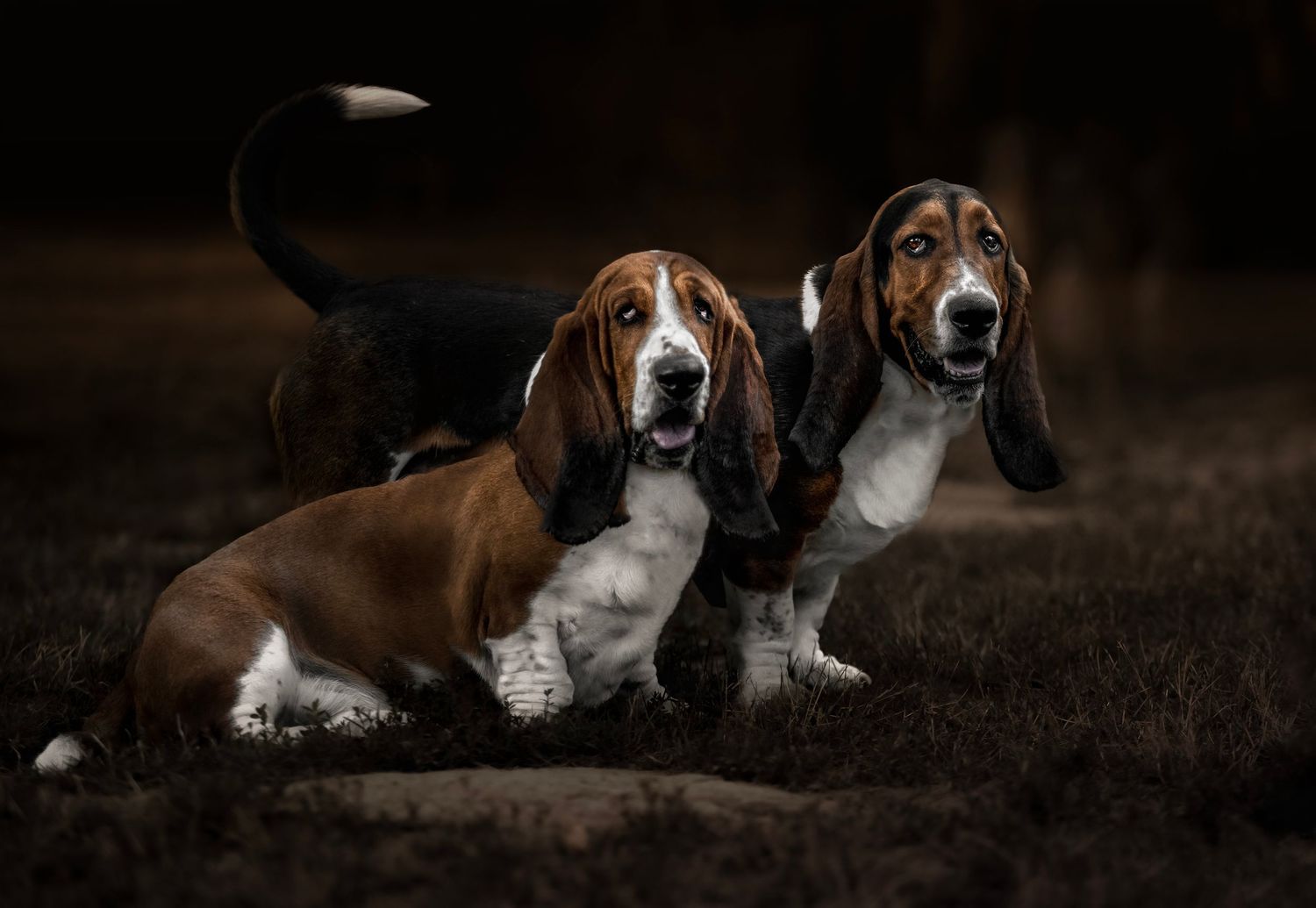 2 basset hounds standing next to each other, looking straight seriously, tail up, blurred brown background