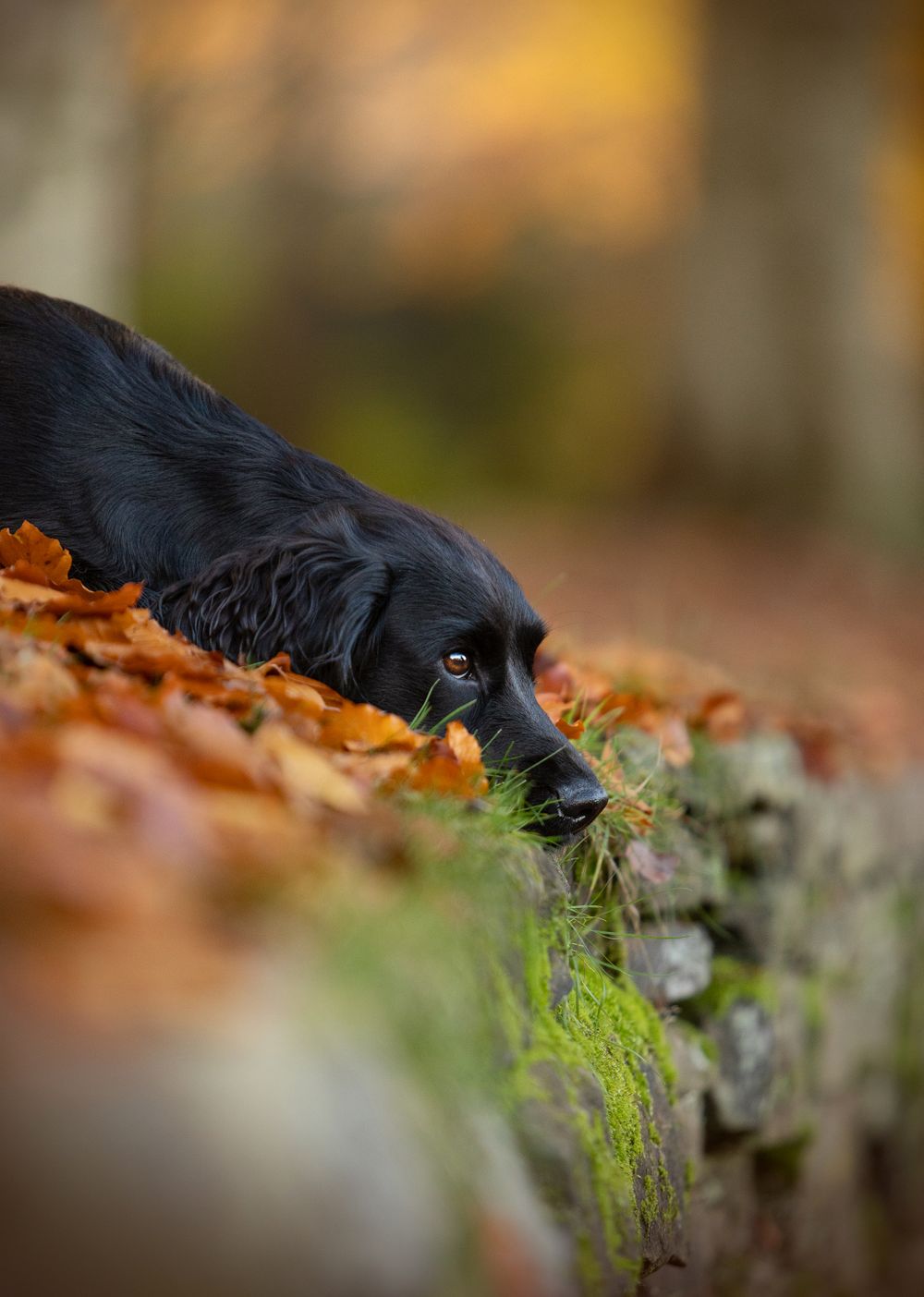 black cocker spaniel autumn