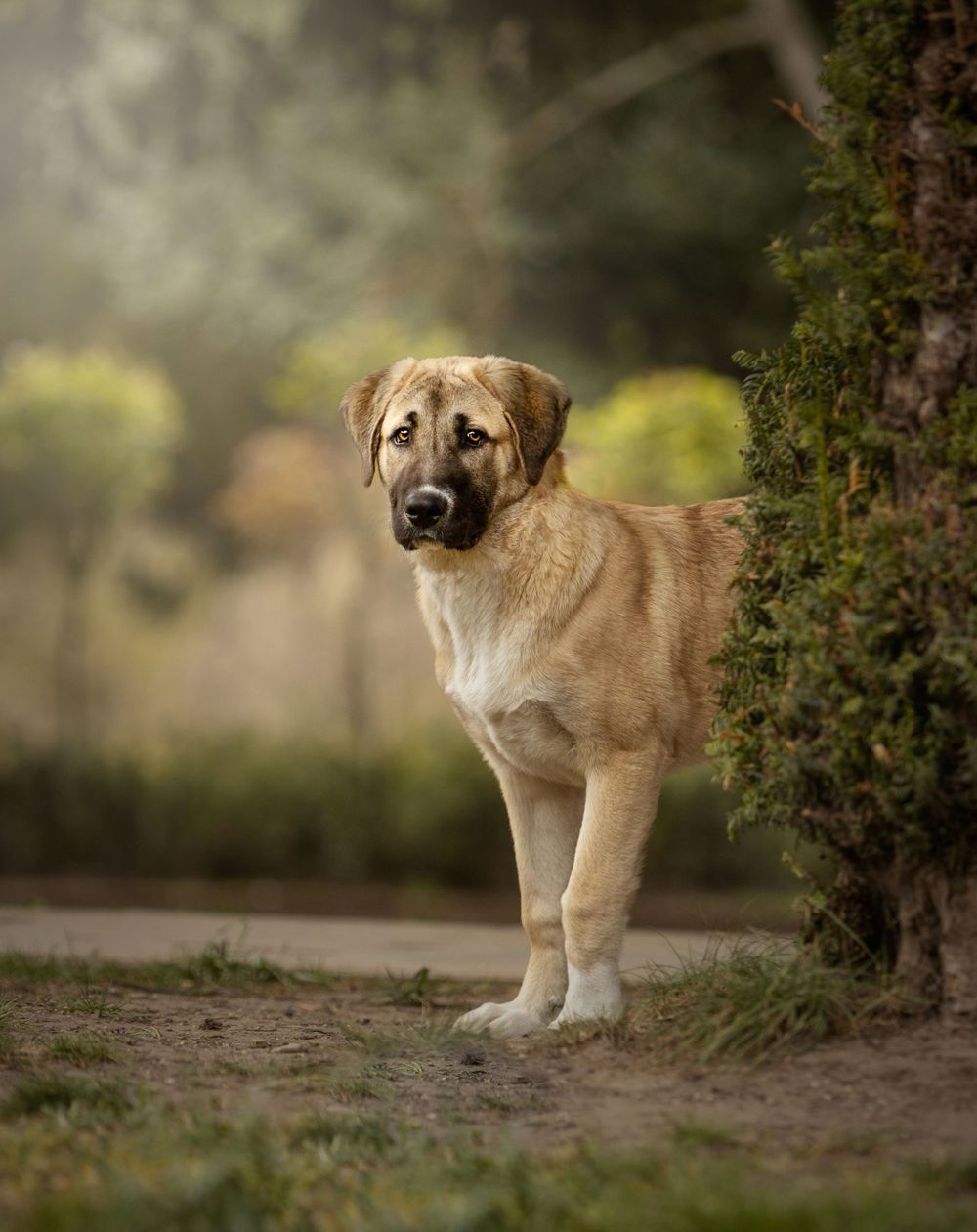 anatolian shepherd dog barmhall park