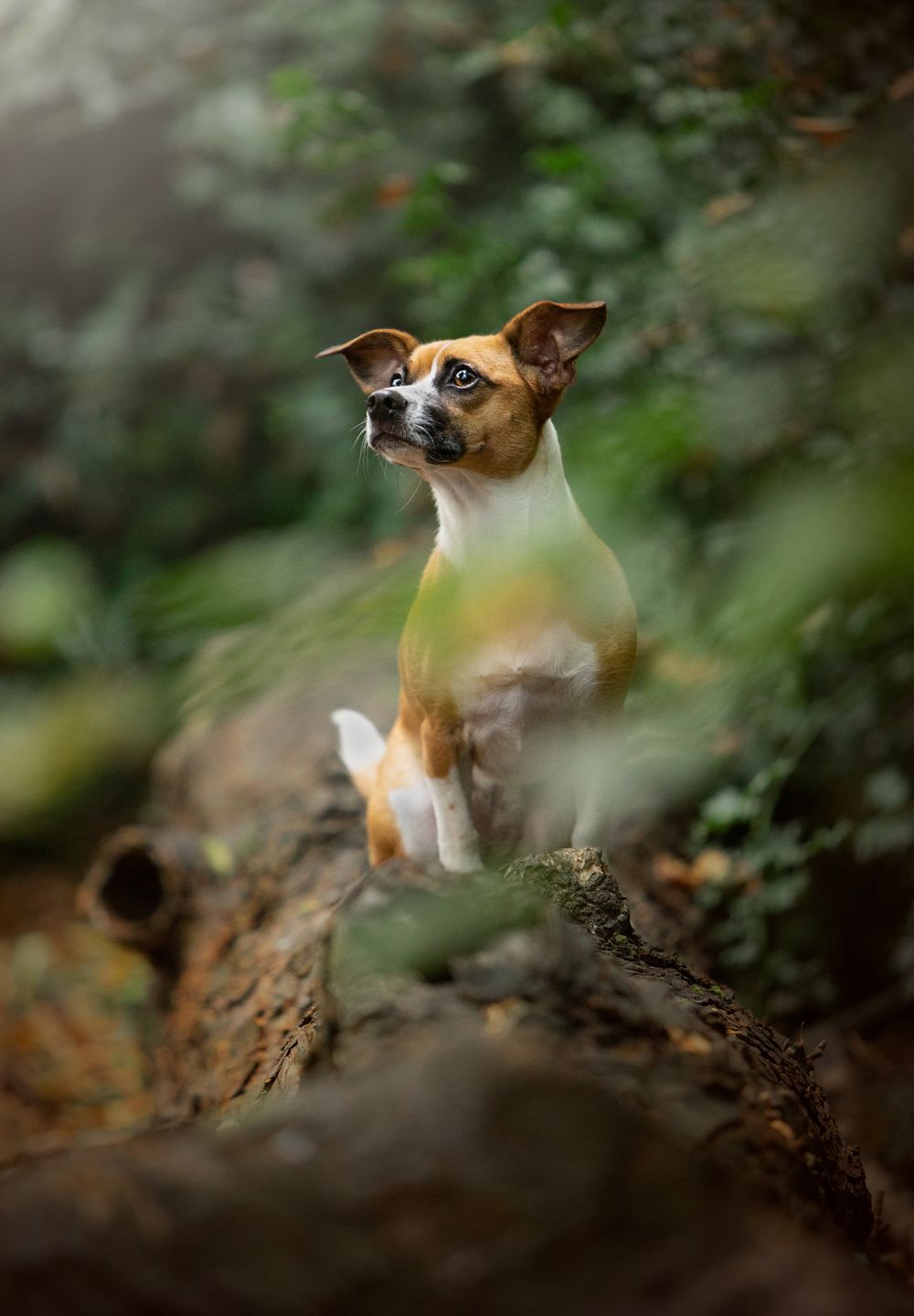 jackchi dog portrait abney park cheadle